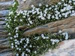 : - Arenaria cretica