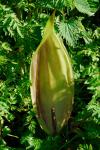 Gefleckter Aronstab - Arum maculatum
