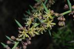 : - Asparagus horridus