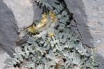 : - Astragalus idaeus