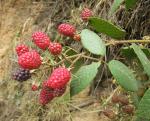 :-Rubus glaucus