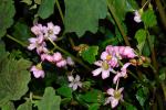 : - Begonia emeiensis