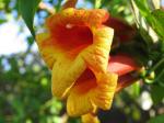 Kreuzrebe - Bignonia capreolata