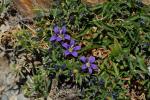 : - Campanula radicosa