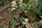Rankender Lerchensporn - Ceratocapnos claviculata