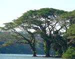 Regenbaum - Albizia saman