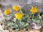: - Crepis sibthorpiana