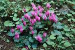 : - Cyclamen repandum var. vividum