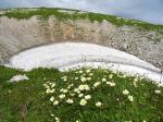Weiße Silberwurz - Dryas octopetala