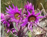 : - Senecio formosoides
