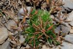 :-Draba laconica