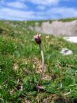 Alpen-Brandlattich - Homogyne alpina