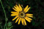 : - Hymenonema laconicum