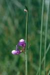 :-Lathyrus neurolobus