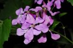 : - Lunaria annua subsp. pachyrhiza