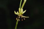 : - Medeola virginiana