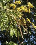 Cassia - Senna siamea