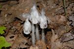 : - Monotropa uniflora