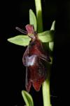 Fliegen-Ragwurz - Ophrys insectifera