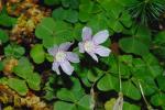 : - Oxalis montana