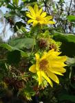 : - Smallanthus maculatus