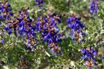 : - Psorothamnus arborescens
