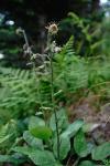 : - Rugelia nudicaulis