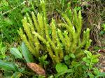 Dorniger Moosfarn - Selaginella selaginoides
