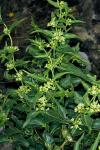 :-Vincetoxicum cretaceum