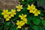 : - Viola sempervirens