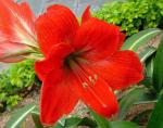 : - Hippeastrum striatum