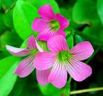 : - Oxalis debilis var. corymbosa
