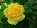 : - Rosa chinensis