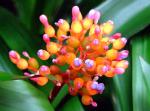 : - Aechmea fulgens