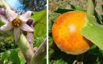 Lulo - Solanum quitoense