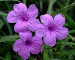 : - Ruellia brittoniana