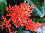 Zierananas-Billbergia pyramidalis