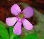 : - Pinguicula esseriana