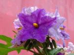 : - Solanum macranthum