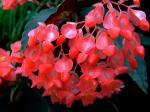 : - Begonia coccinea