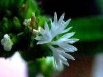 Haariger Elephantenfuss - Elephantopus mollis