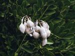 Meskalbohne - Sophora secundiflora