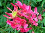 Spinnenblume - Cleome spinosa