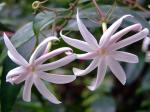 Sternblütiger Jasmin - Jasminum multiflorum