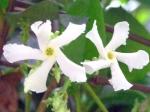 Stern-Jasmin - Trachelospermum jasminoides