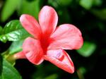 : - Barleria repens