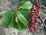 : - Stegnosperma cubense