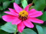: - Zinnia violacea