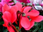 Zimmer-Alpenveilchen - Cyclamen persicum
