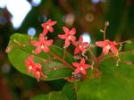 : - Sterculia lanceolata
